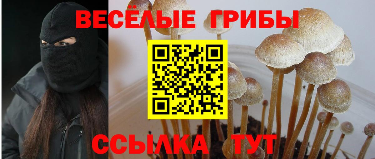как найти наркотики  Вход с VPN  Мирный  Псилоцибиновые грибы GOLDEN TEACHER 